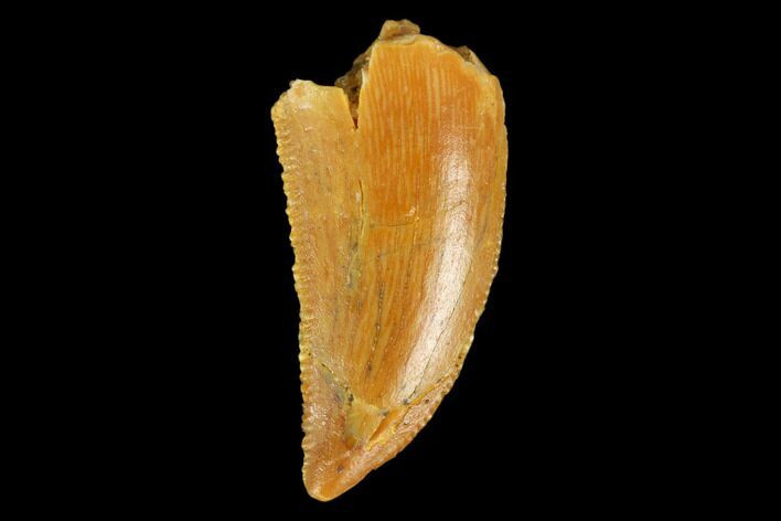 Serrated, Raptor Tooth - Real Dinosaur Tooth #127057